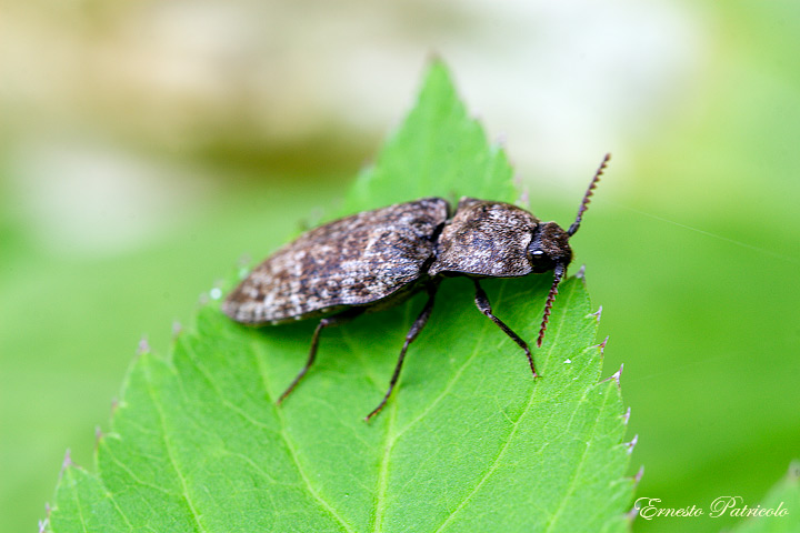 Agrypnus murinus